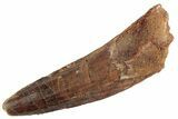 Fossil Spinosaurus Tooth - Real Dinosaur Tooth #367965-1